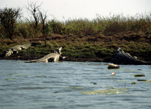 australia - the mary river 2.jpg